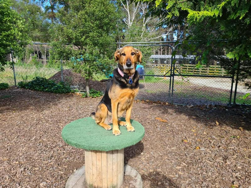 Dog enjoying daycare